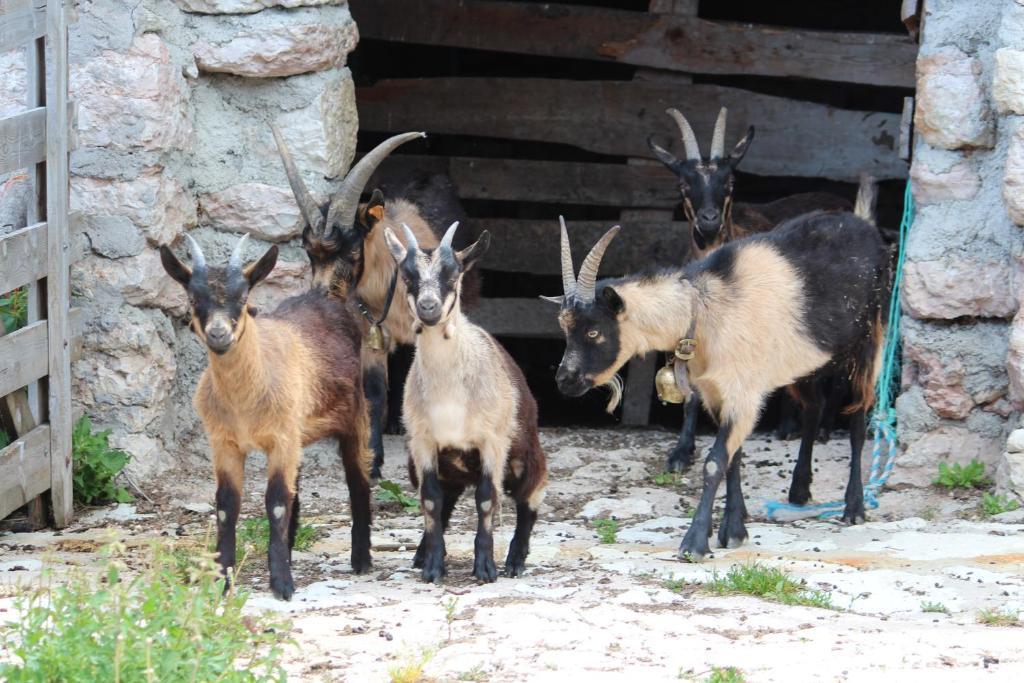 Neu-Schoetzerhof Meltina Bagian luar foto